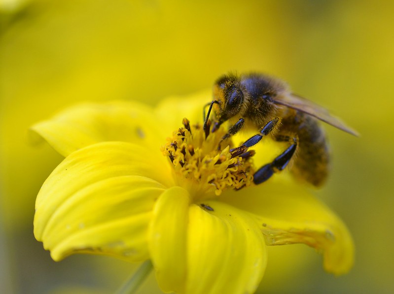 Native Irish Honey bee